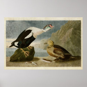 Affiche Plaque 276 King Duck Oiseaux d'Amérique