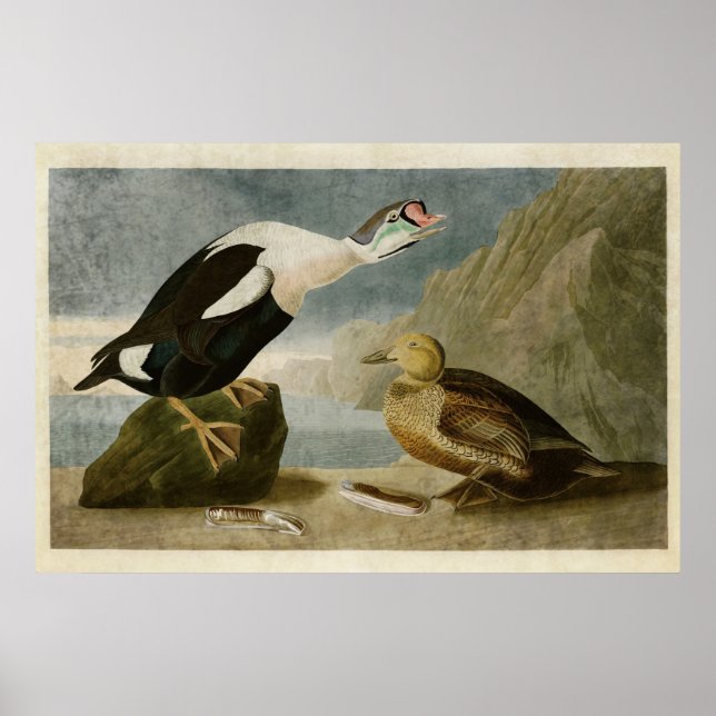 Affiche Plaque 276 | King Duck | Oiseaux d'Amérique (Devant)