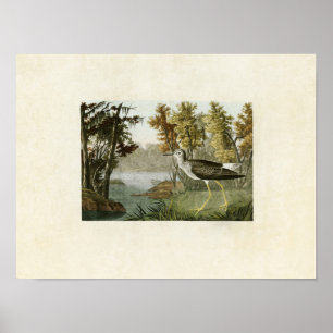 Affiche Plaque 288 Jaune Oiseaux d'Amérique