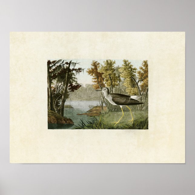 Affiche Plaque 288 | Jaune | Oiseaux d'Amérique (Devant)