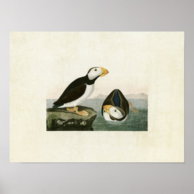 Affiche Plaque 293 | Puffin à gros bec | Oiseaux d'Amériqu (Devant)