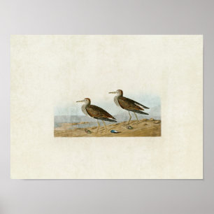 Affiche Plaque 294 Sandpiper Pectoral Oiseaux d'Amériq