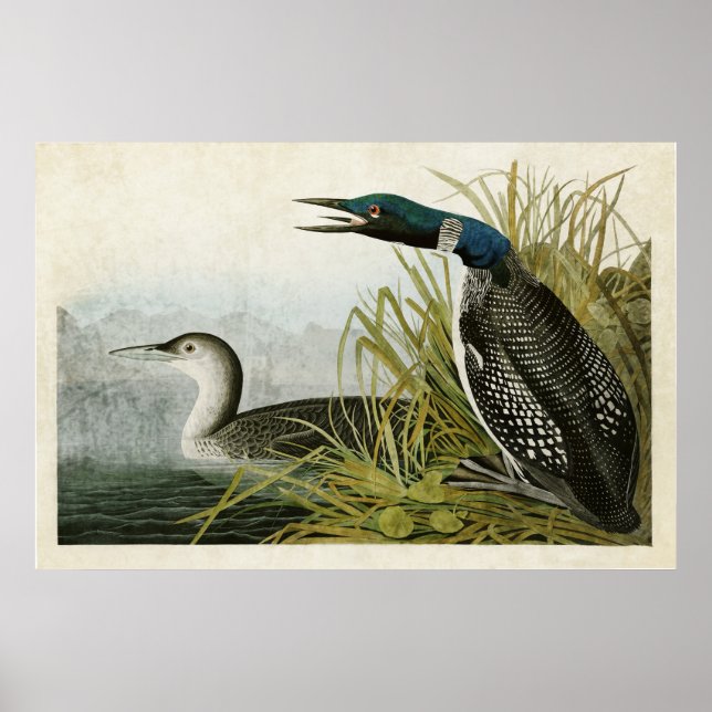 Affiche Plaque 306 | Great Northern Diver ou Love (Devant)