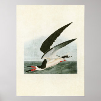 Affiche Plaque 323 | Black Skimmer ou Shearwater