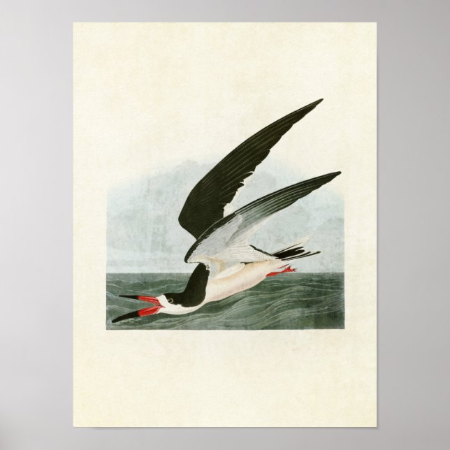 Affiche Plaque 323 | Black Skimmer ou Shearwater (Devant)