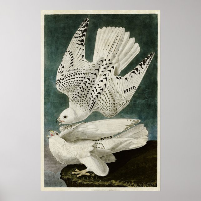 Affiche Plaque 366 | Islande ou Jer Falcon (Devant)