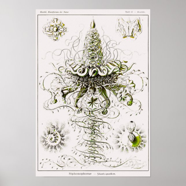 Affiche Plaque 37. Siphonophores. (Devant)