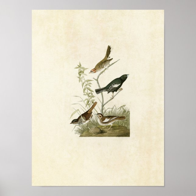 Affiche Plaque 390 | Lark Finch, Prairie Finch & Sparrow (Devant)