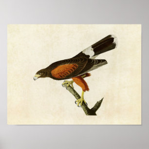 Affiche Plaque 392   Louisiana Hawk   Oiseaux d'Amérique