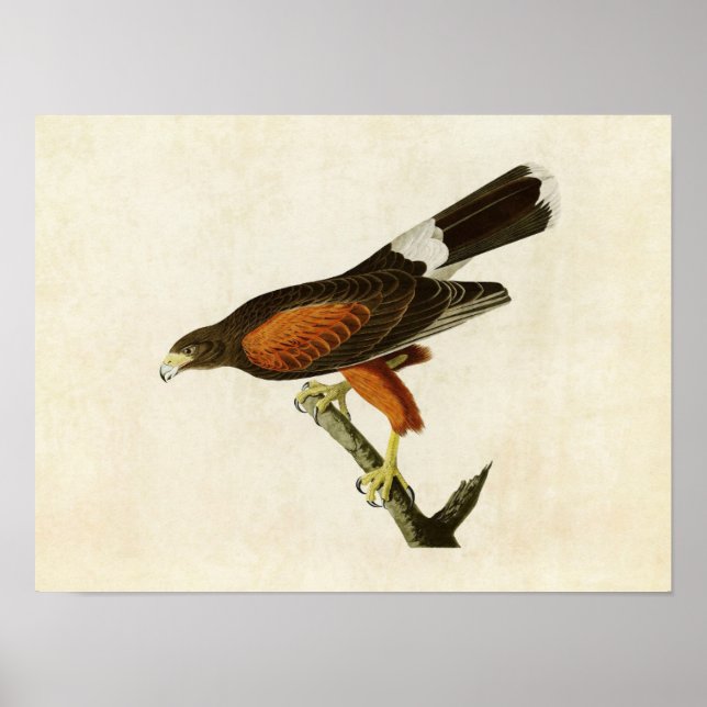 Affiche Plaque 392 | Louisiana Hawk | Oiseaux d'Amérique (Devant)