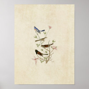 Affiche Plaque 398 Lazuli Finch & Oregon Snow Finch