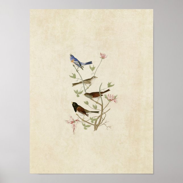 Affiche Plaque 398 | Lazuli Finch & Oregon Snow Finch (Devant)
