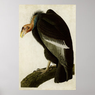 Affiche Plaque 426   Vautour californien   Oiseaux d'Améri