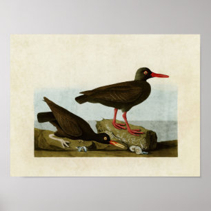 Affiche Plaque 427 Oystercatchers agressés