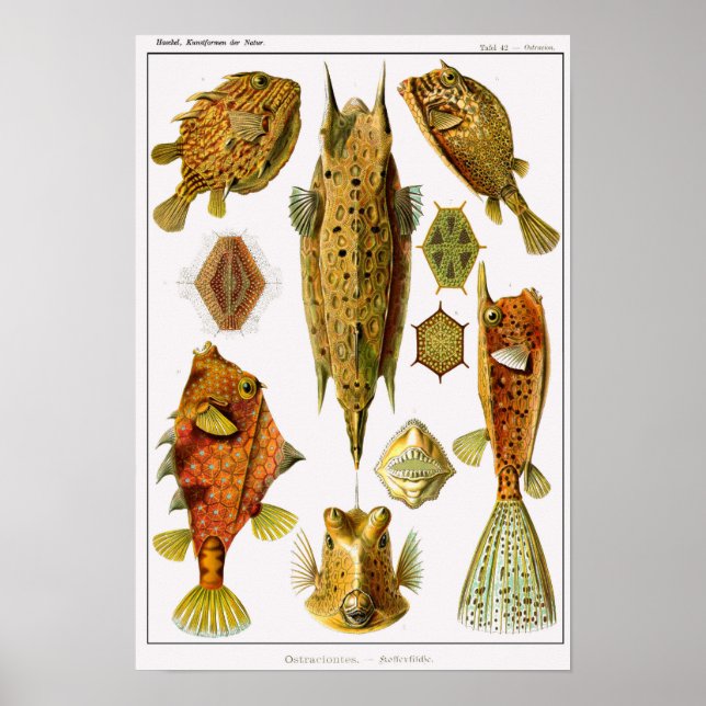 Affiche Plaque 42. Ostraciontes. (Devant)