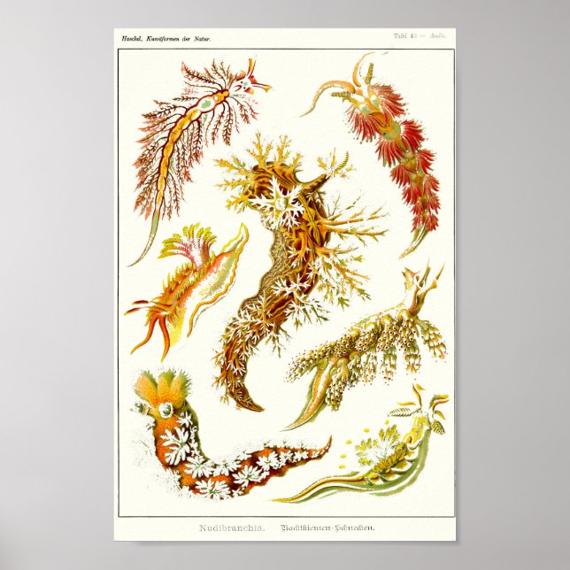 Affiche Plaque 43. Nudibranchia. (Devant)