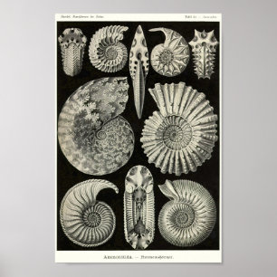 Affiche Plaque 44. Ammonitida.