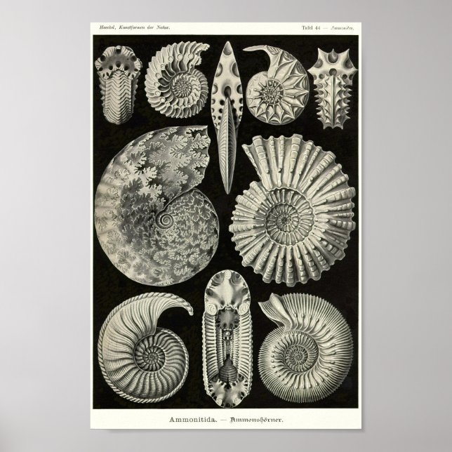 Affiche Plaque 44. Ammonitida. (Devant)