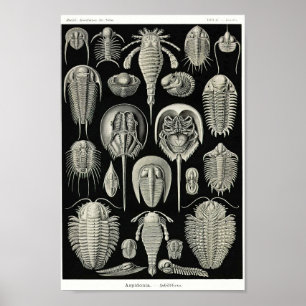 Affiche Plaque 47.Aspidonia.