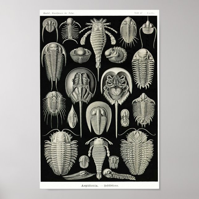 Affiche Plaque 47. Aspidonia. (Devant)