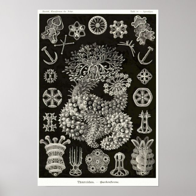 Affiche Plaque 50. Thuroidea. (Devant)