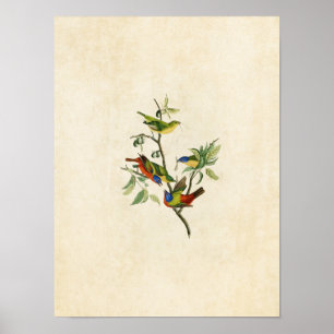 Affiche Plaque 53   Finche peinte   Oiseaux d'Amérique