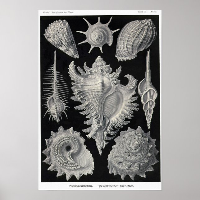 Affiche Plaque 53. Prosobranchia. (Devant)