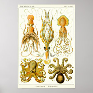 Affiche Plaque 54. Gamochonia.