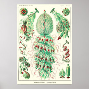 Affiche Plaque 59.Strobalia coupola.