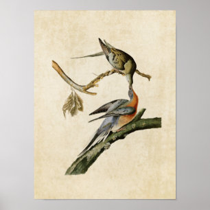 Affiche Plaque 62   Pigeon voyageur   Oiseaux d'Amérique
