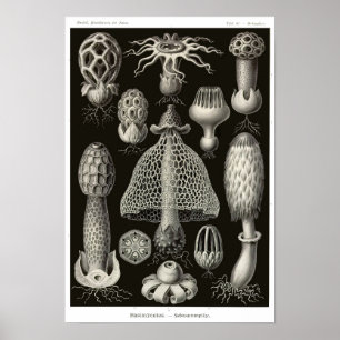 Affiche Plaque 63. Basidiomycètes.