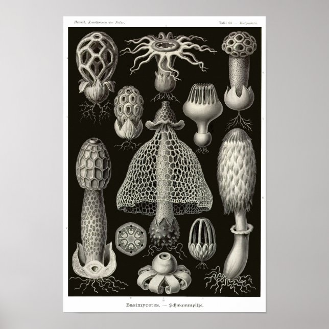 Affiche Plaque 63. Basidiomycètes. (Devant)