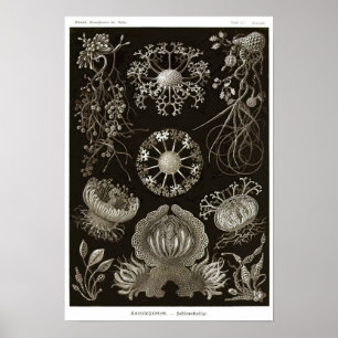 Affiche Plaque 73. Ascomycètes.