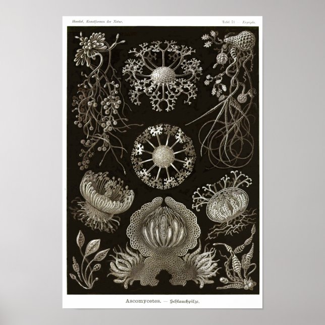 Affiche Plaque 73. Ascomycètes. (Devant)