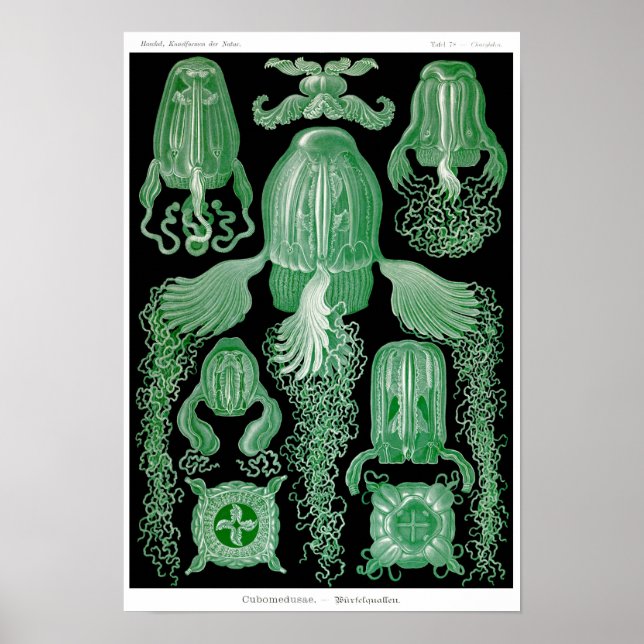 Affiche Plaque 78. Cubomedusae. (Devant)