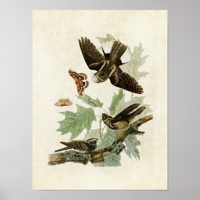 Affiche Plaque 82 | Whip-Poor-Will | Oiseaux d'Amérique (Devant)