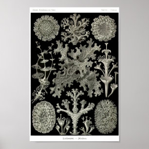 Affiche Plaque 83. Lichens.