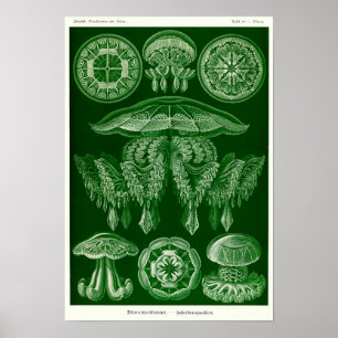 Affiche Plaque 88. Mépris.