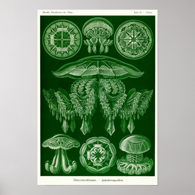 Affiche Plaque 88. Mépris. (Devant)