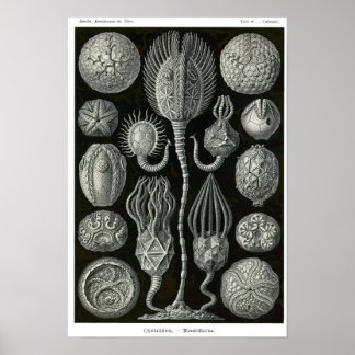 Affiche Plaque 90. Cystoidea.