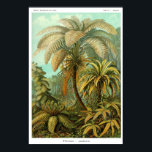 Affiche Plaque 92. Filicinae.<br><div class="desc">Filicinae (qui fait maintenant partie de la classe Polypodiopsida). Alsophila - un genre de fougères dans la famille Cyatheaceae; les fougères écailleuses des tropiques du Nouveau Monde et de l'Ancien Monde. Plaque 92 de Ernst Haeckel "Kunstformen der Natur" (Art-formes de la nature) 1900.</div>