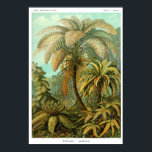 Affiche Plaque 92. Filicinae.<br><div class="desc">Filicinae (qui fait maintenant partie de la classe Polypodiopsida). Alsophila - un genre de fougères dans la famille Cyatheaceae; les fougères écailleuses des tropiques du Nouveau Monde et de l'Ancien Monde. Plaque 92 de Ernst Haeckel "Kunstformen der Natur" (Art-formes de la nature) 1900.</div>