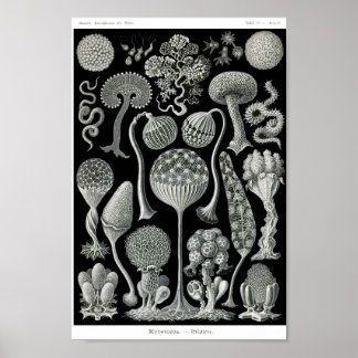 Affiche Plaque 93. Mycetozoa.