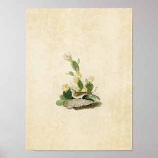 Affiche Plaque 94 | Finch à herbe ou Bunting à ailes