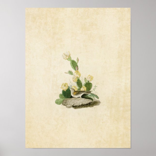 Affiche Plaque 94 | Finch à herbe ou Bunting à ailes (Devant)