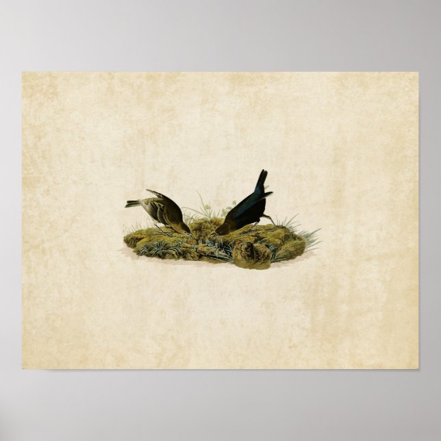 Affiche Plaque 99 | Oiseaux de stylo-vaches | Oiseaux d'Am (Devant)