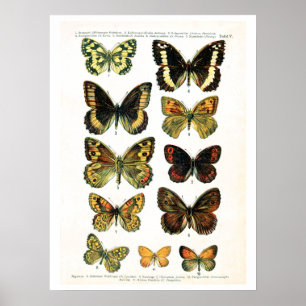 Affiche Plaque d'antiquités, papillons d'Europe : plaque 5