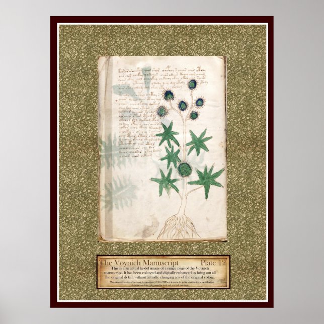 Affiche Plaque Voynich 12 (Devant)