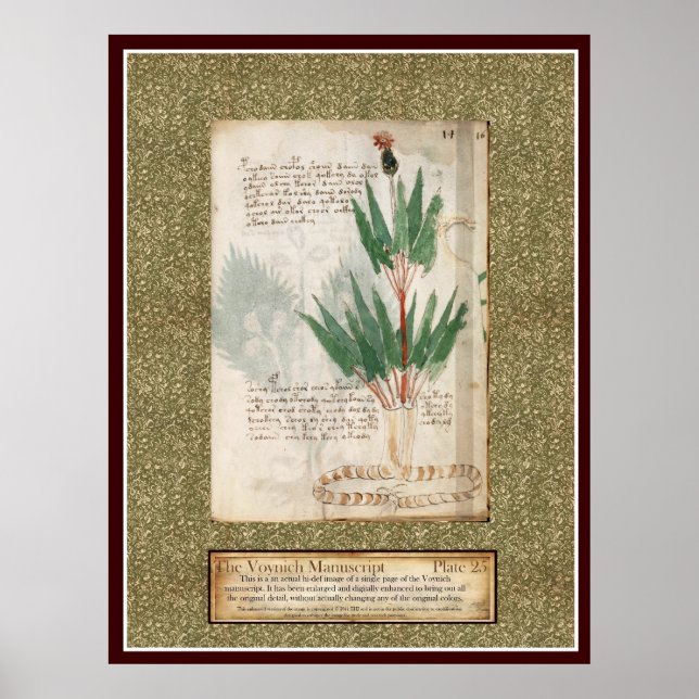 Affiche Plaque Voynich 25 (Devant)