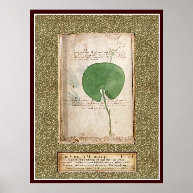 Affiche Plaque Voynich 4 - Illustration botanique (Devant)